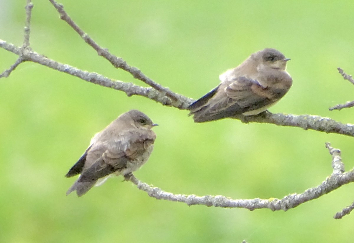 Northern Rough-winged Swallow - ML638143459