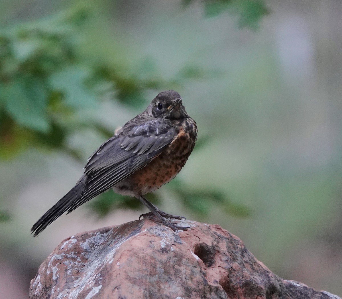 Zozo papargorria - ML638143460