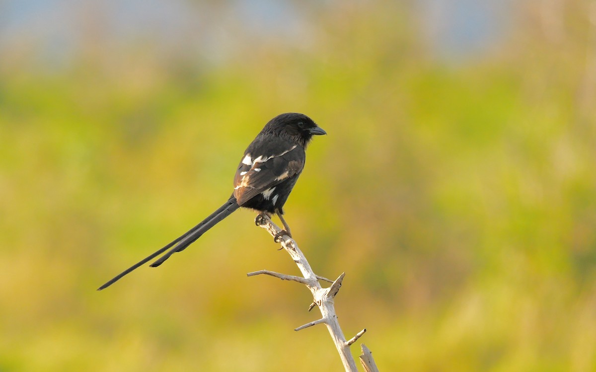 Magpie Shrike - ML638143468