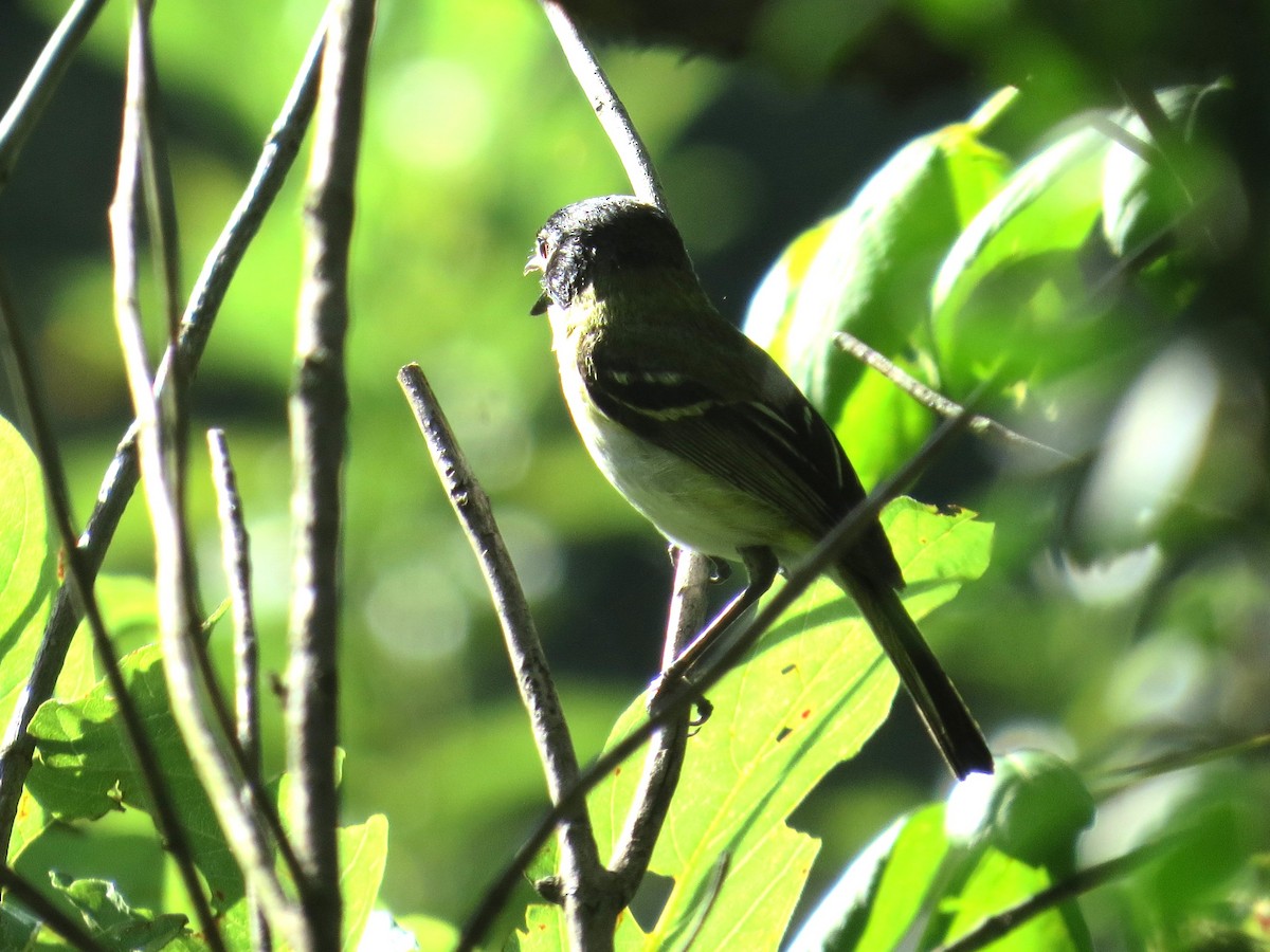 svarthettevireo - ML638143526