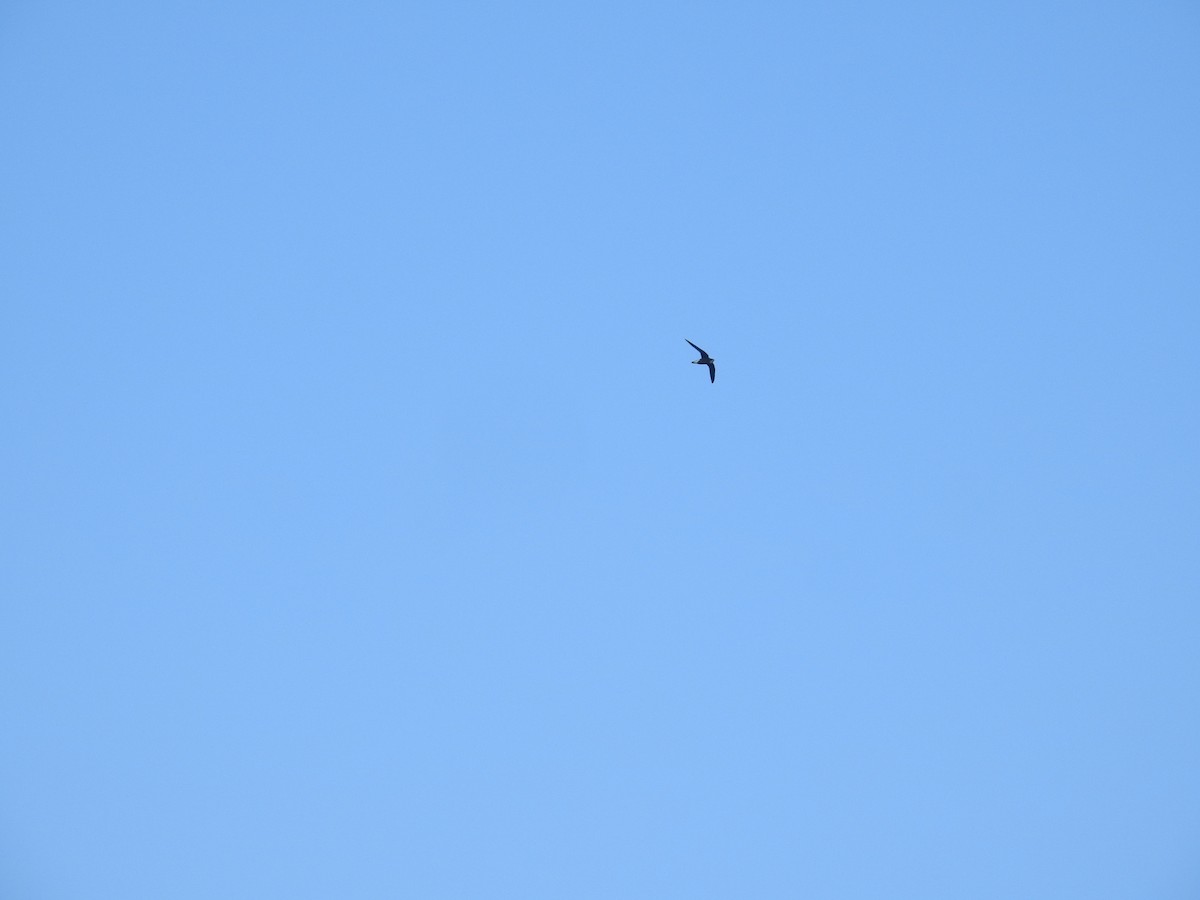 White-throated Needletail - ML638143556