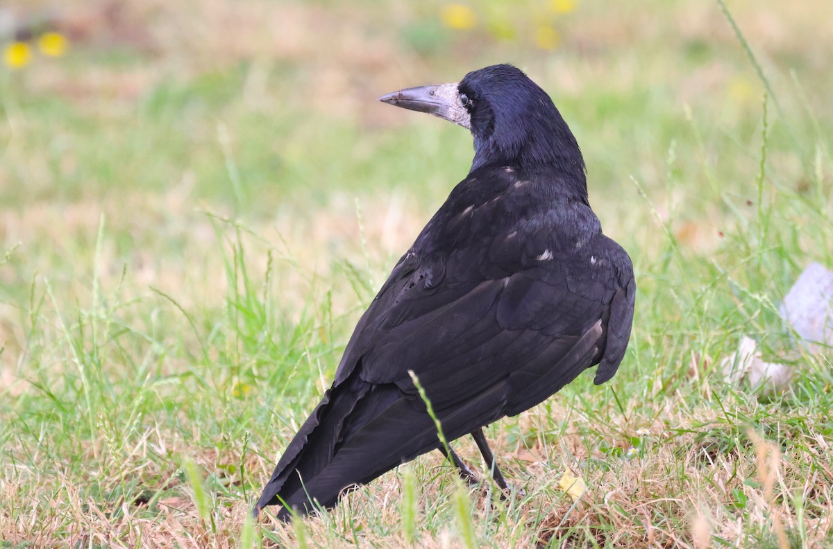Rook - ML638143606