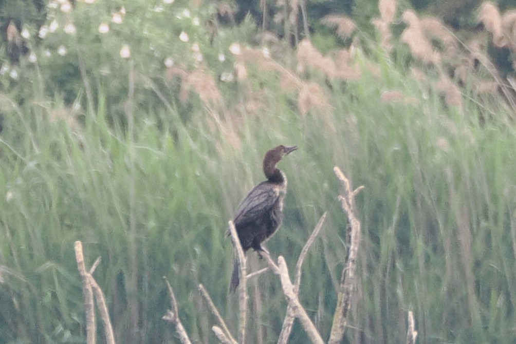 Pygmy Cormorant - ML638143652