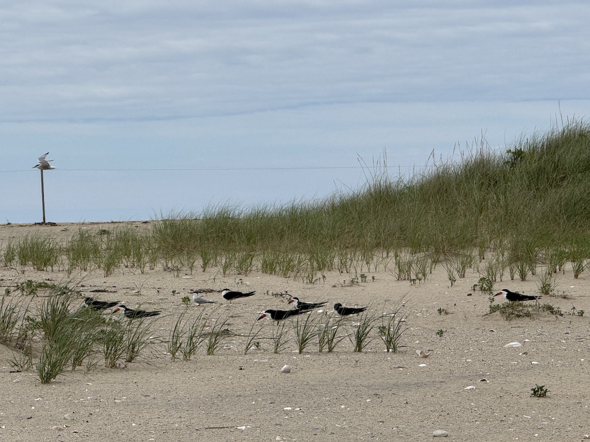 Black Skimmer - ML638143680