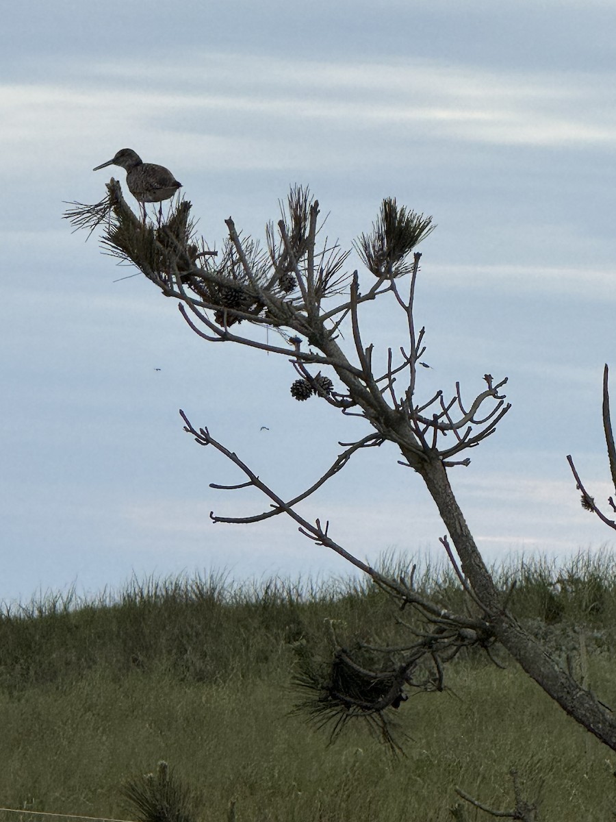 Willet - ML638143708