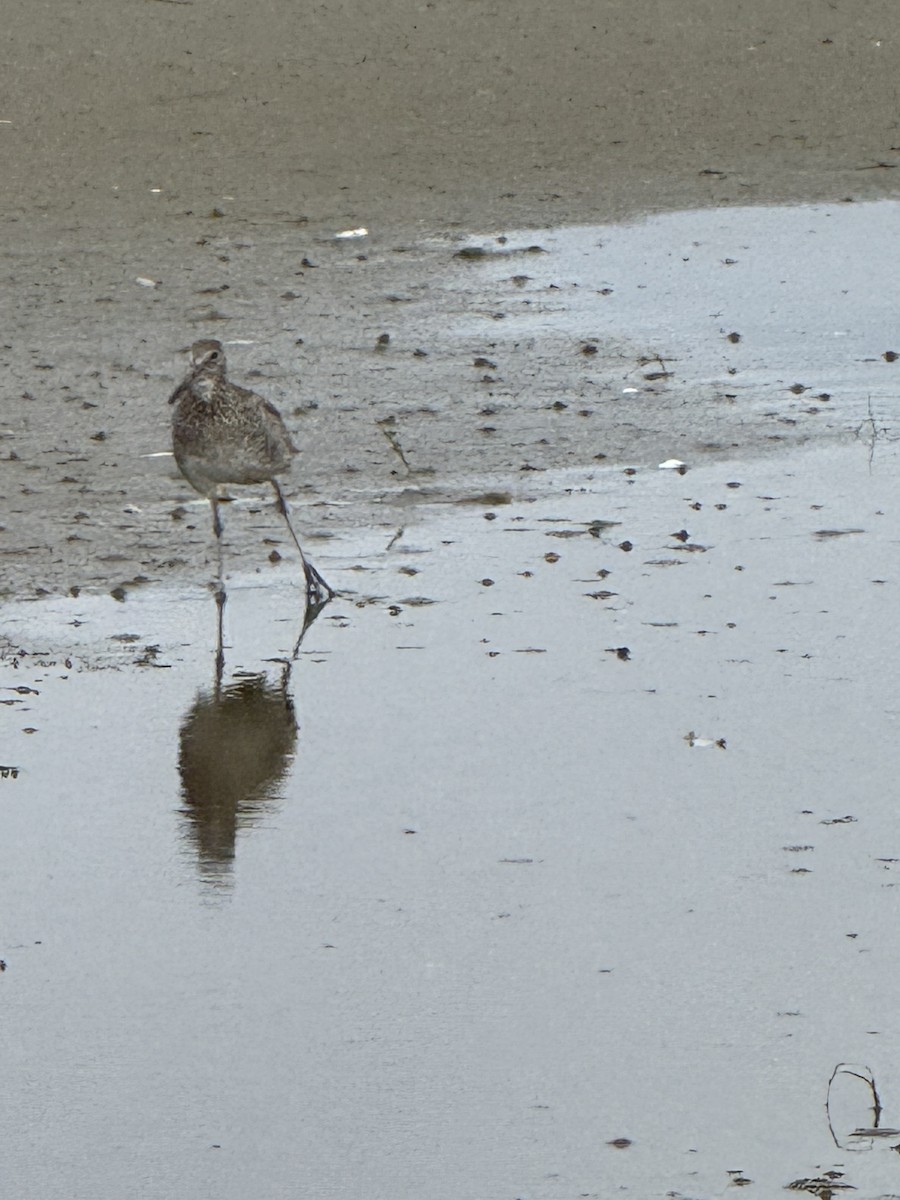 Willet - ML638143709