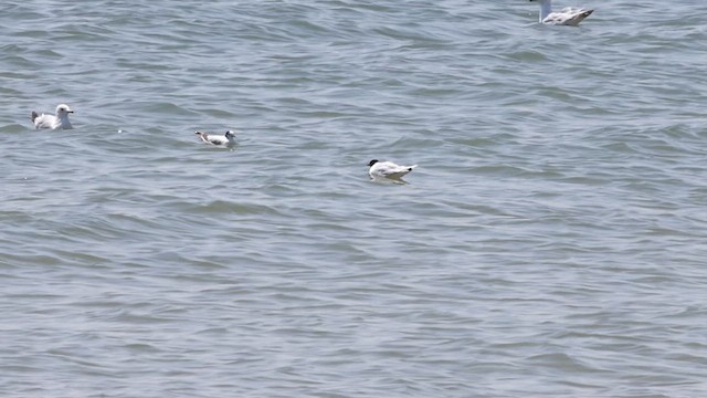Little Gull - ML638143726