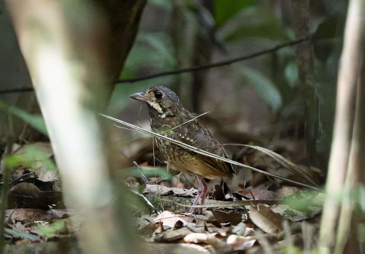 Variegated Antpitta - ML638143732