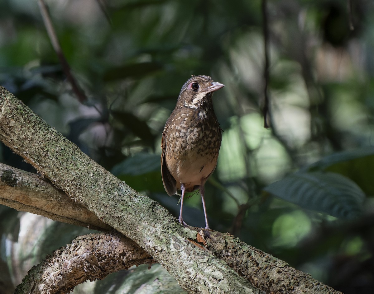 Variegated Antpitta - ML638143733