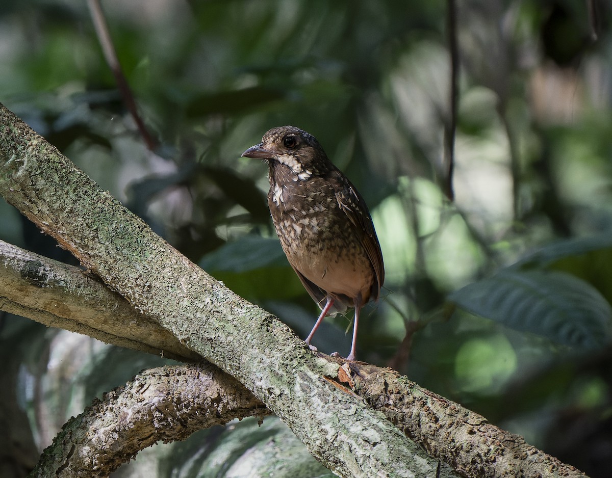Variegated Antpitta - ML638143734