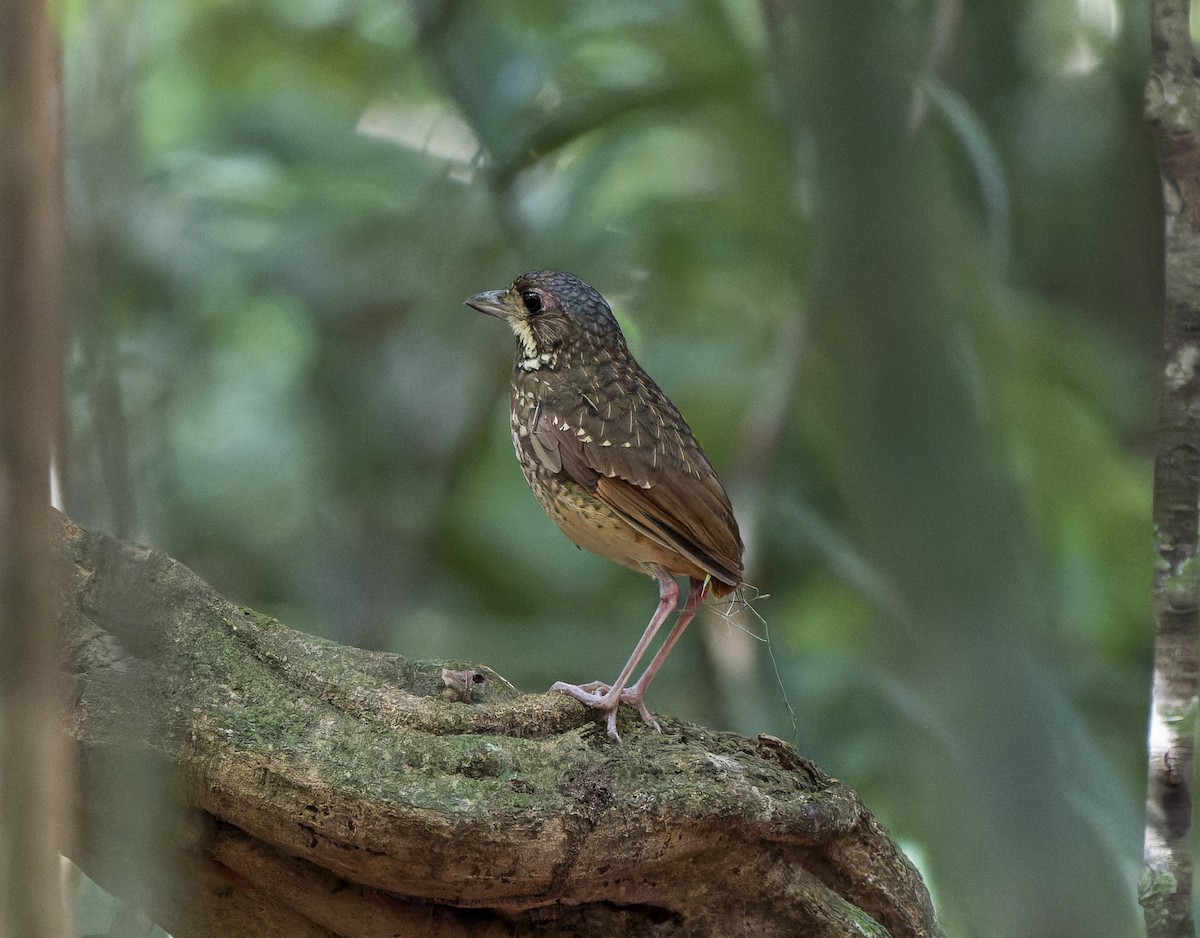 Variegated Antpitta - ML638143737