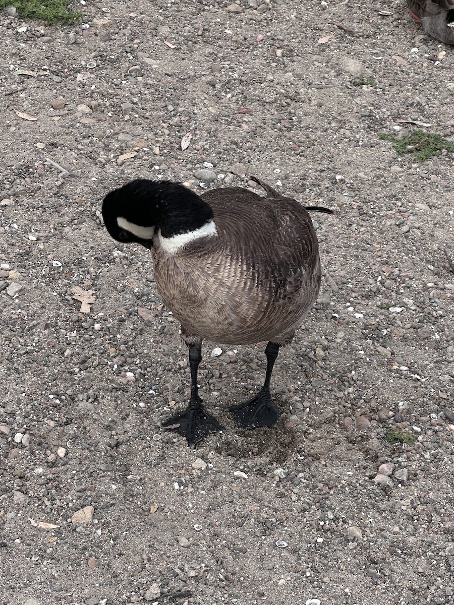 Cackling Goose - ML638143742