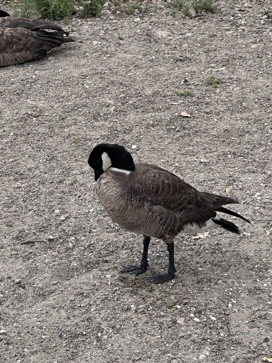 Cackling Goose - ML638143743