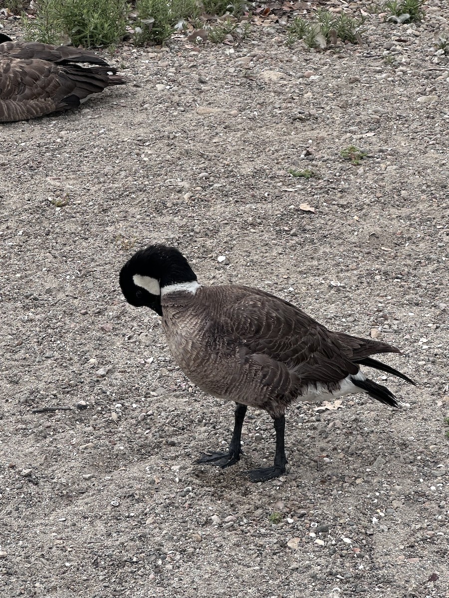 Cackling Goose - ML638143744