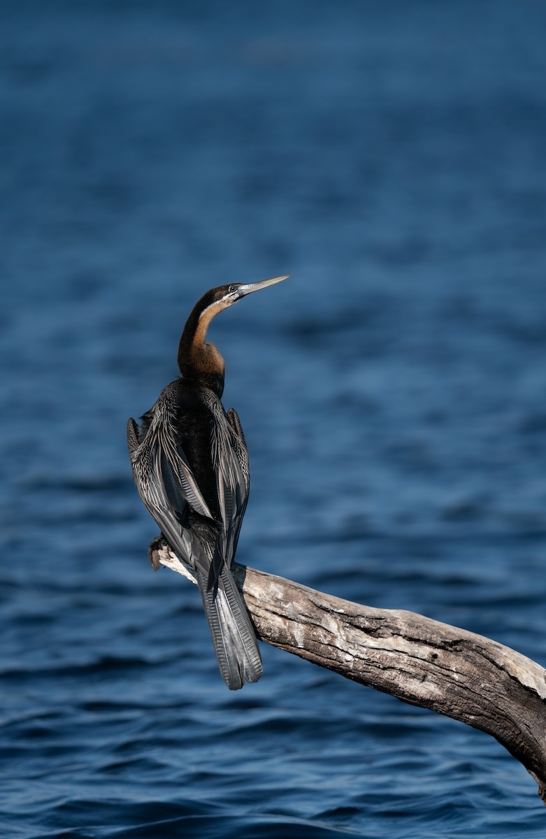 African Darter - ML638143756