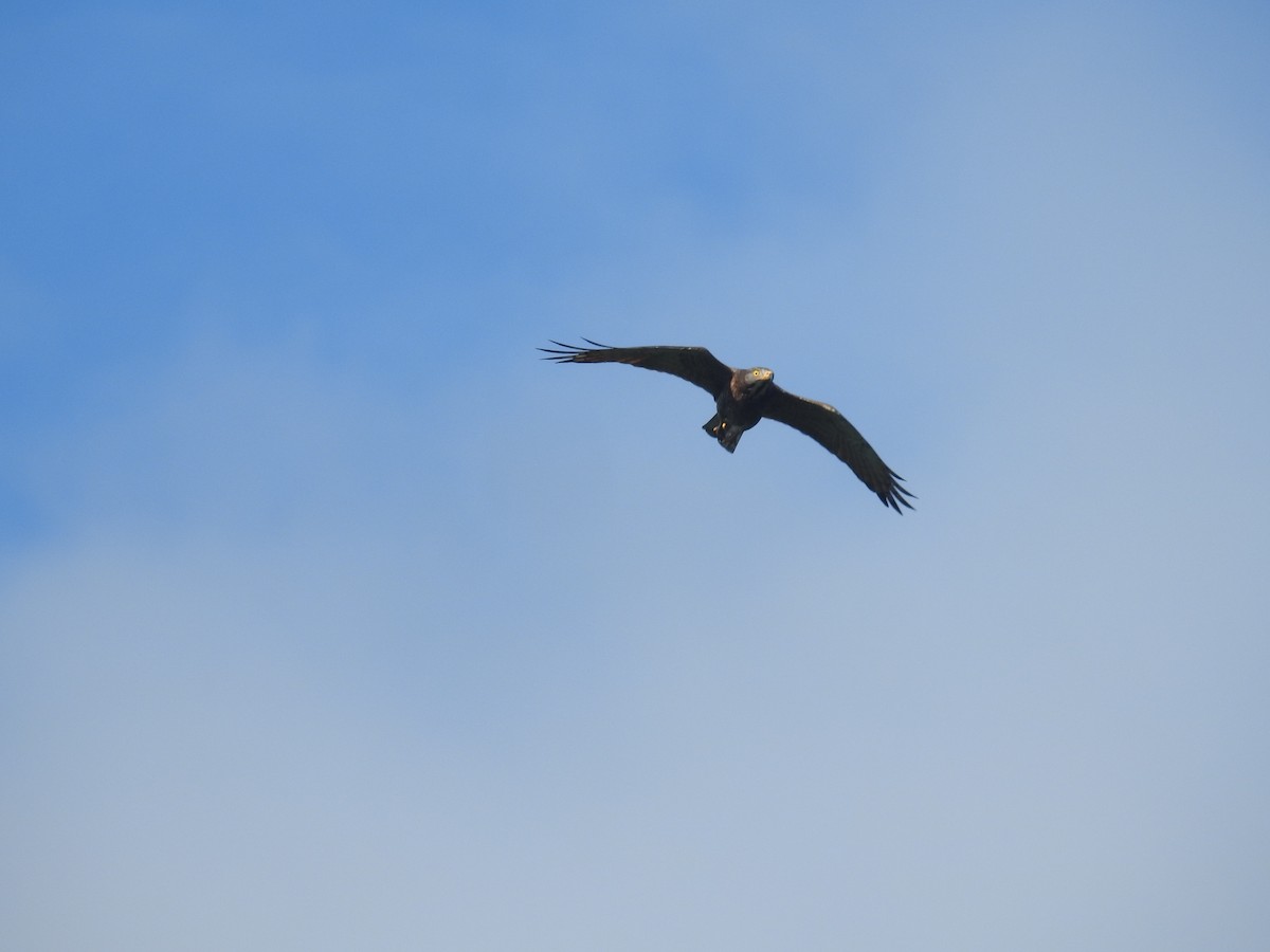 Gray-faced Buzzard - ML638143767