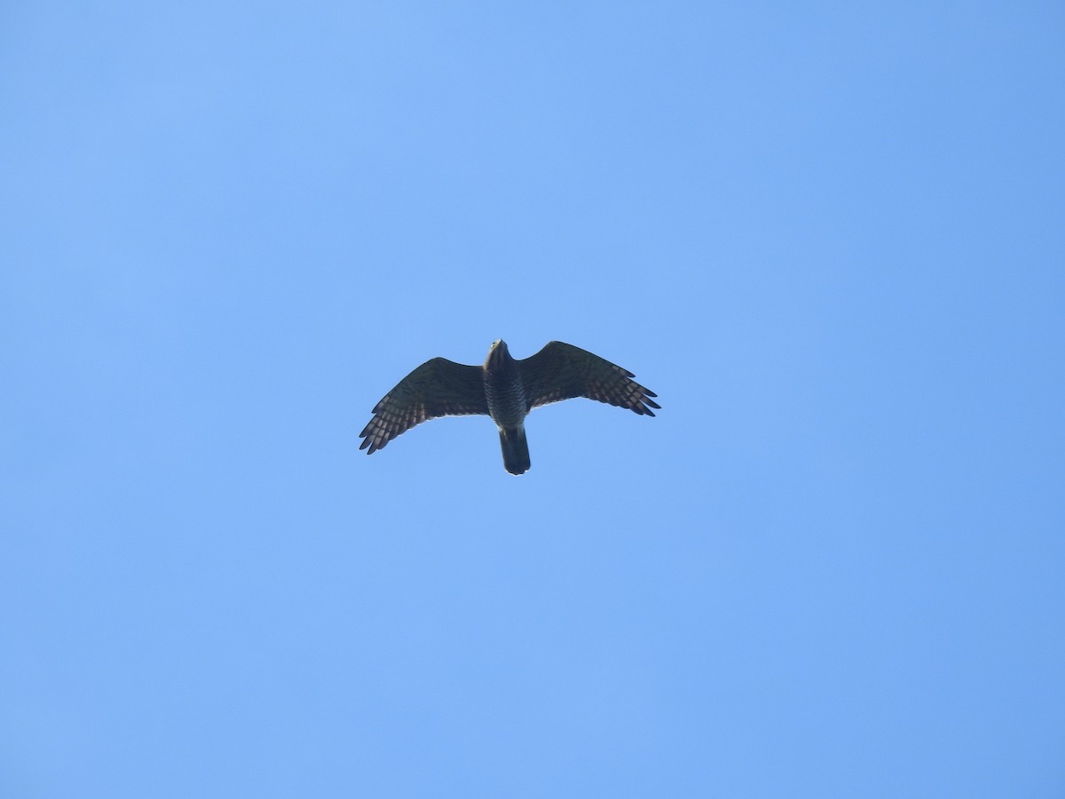 Gray-faced Buzzard - ML638143768