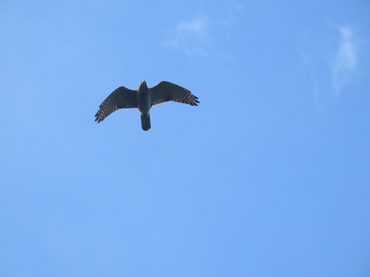 Gray-faced Buzzard - ML638143769