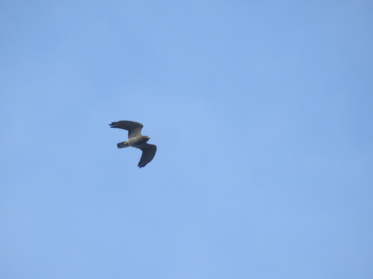 Gray-faced Buzzard - ML638143773