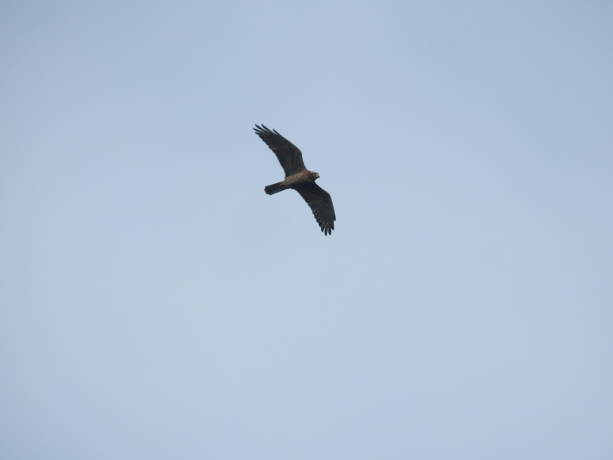 Gray-faced Buzzard - ML638143774