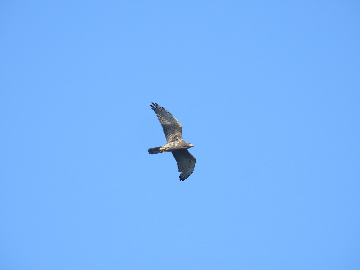 Gray-faced Buzzard - ML638143775
