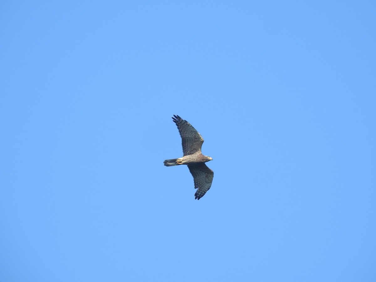 Gray-faced Buzzard - ML638143776