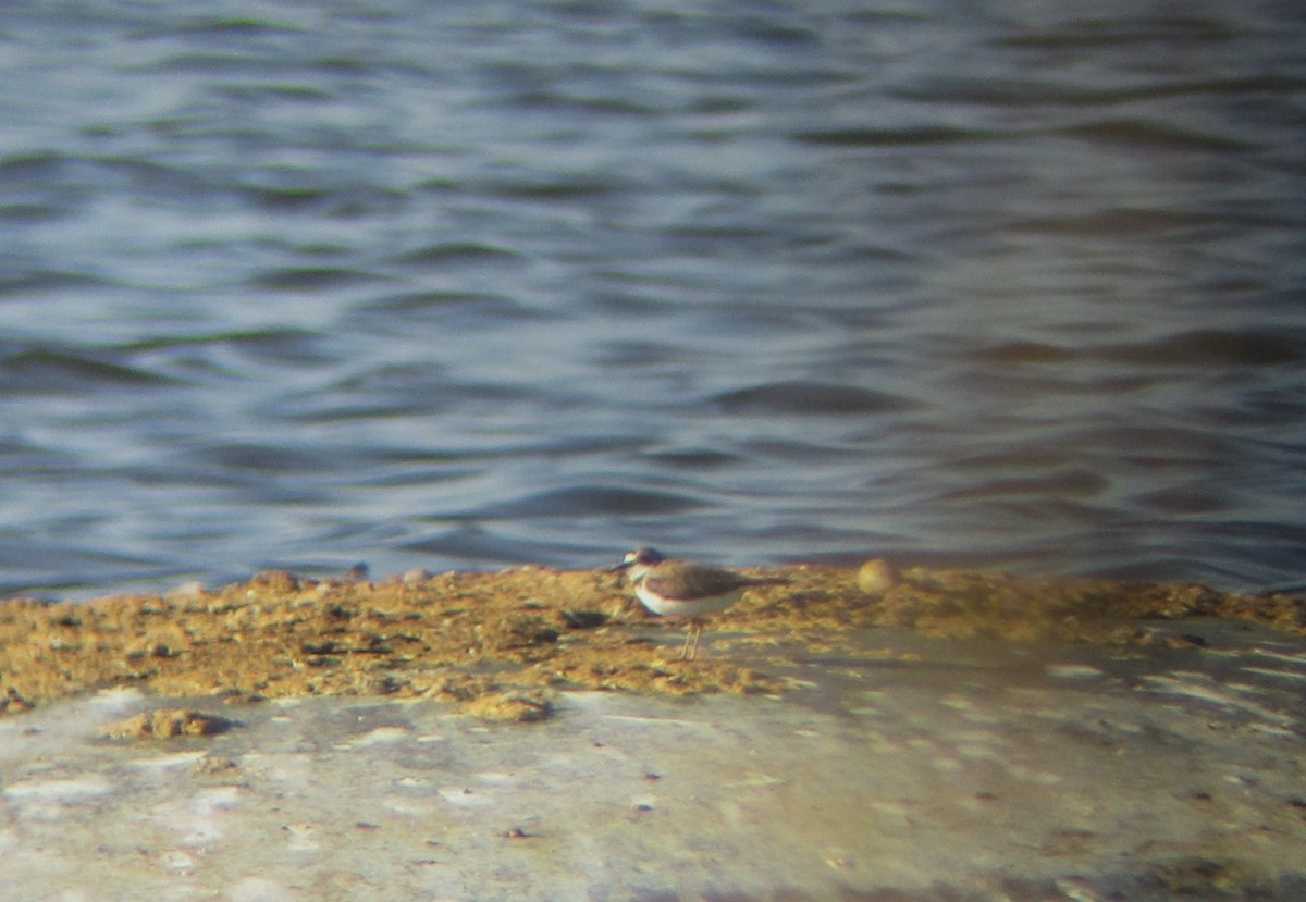 Little Ringed Plover - ML638143786