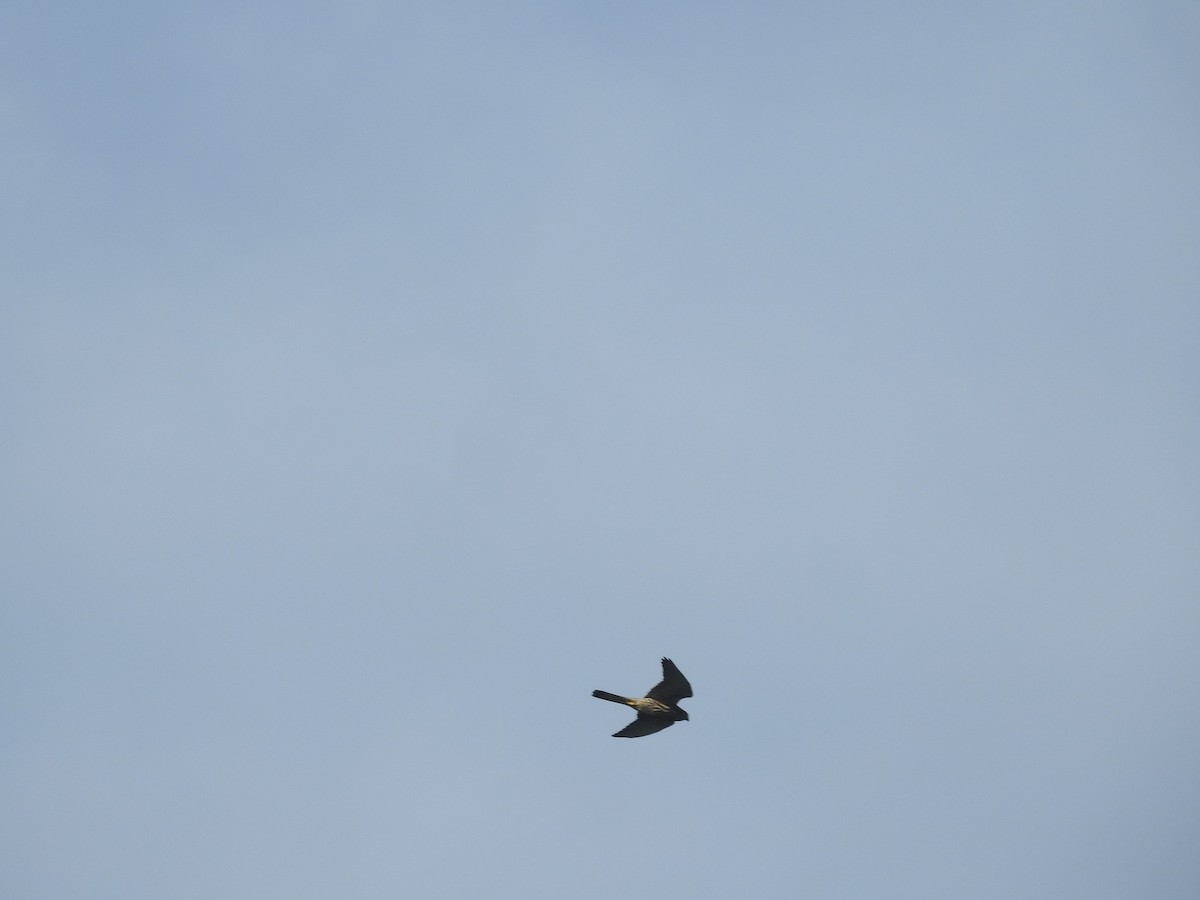 Eurasian Kestrel - ML638143794