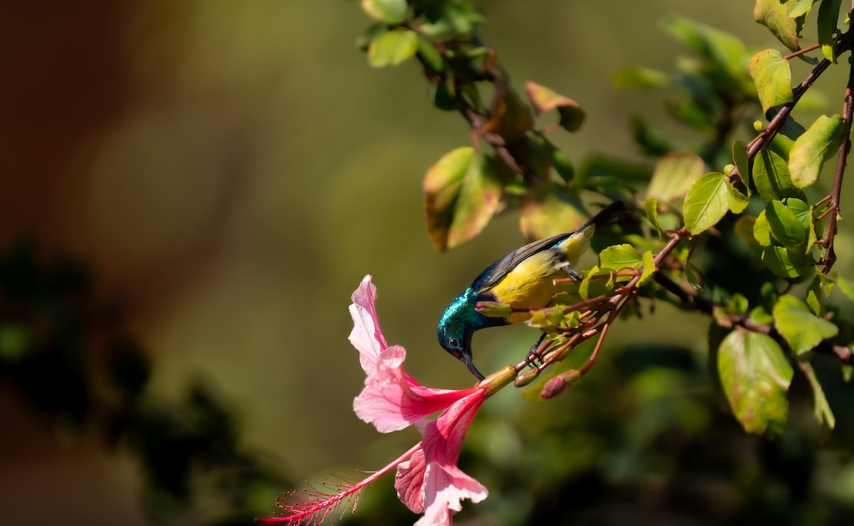 Variable Sunbird - ML638143797