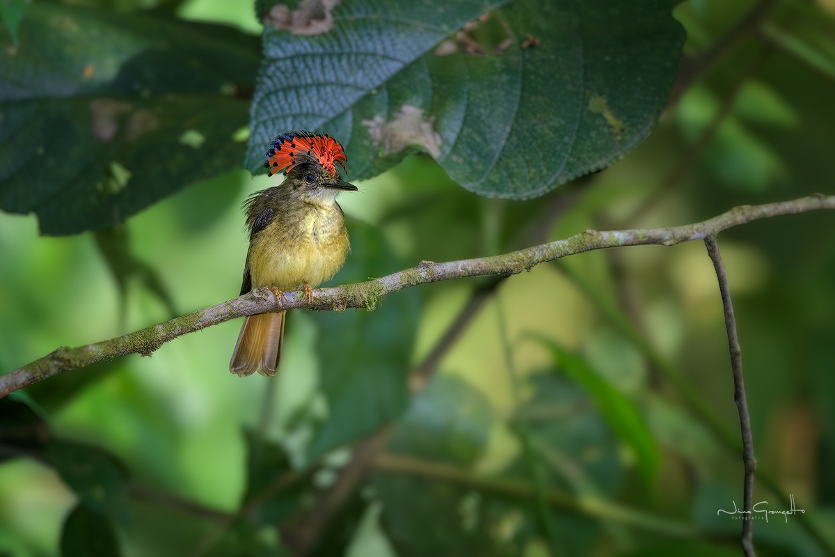 Tropical Royal Flycatcher - ML638143800