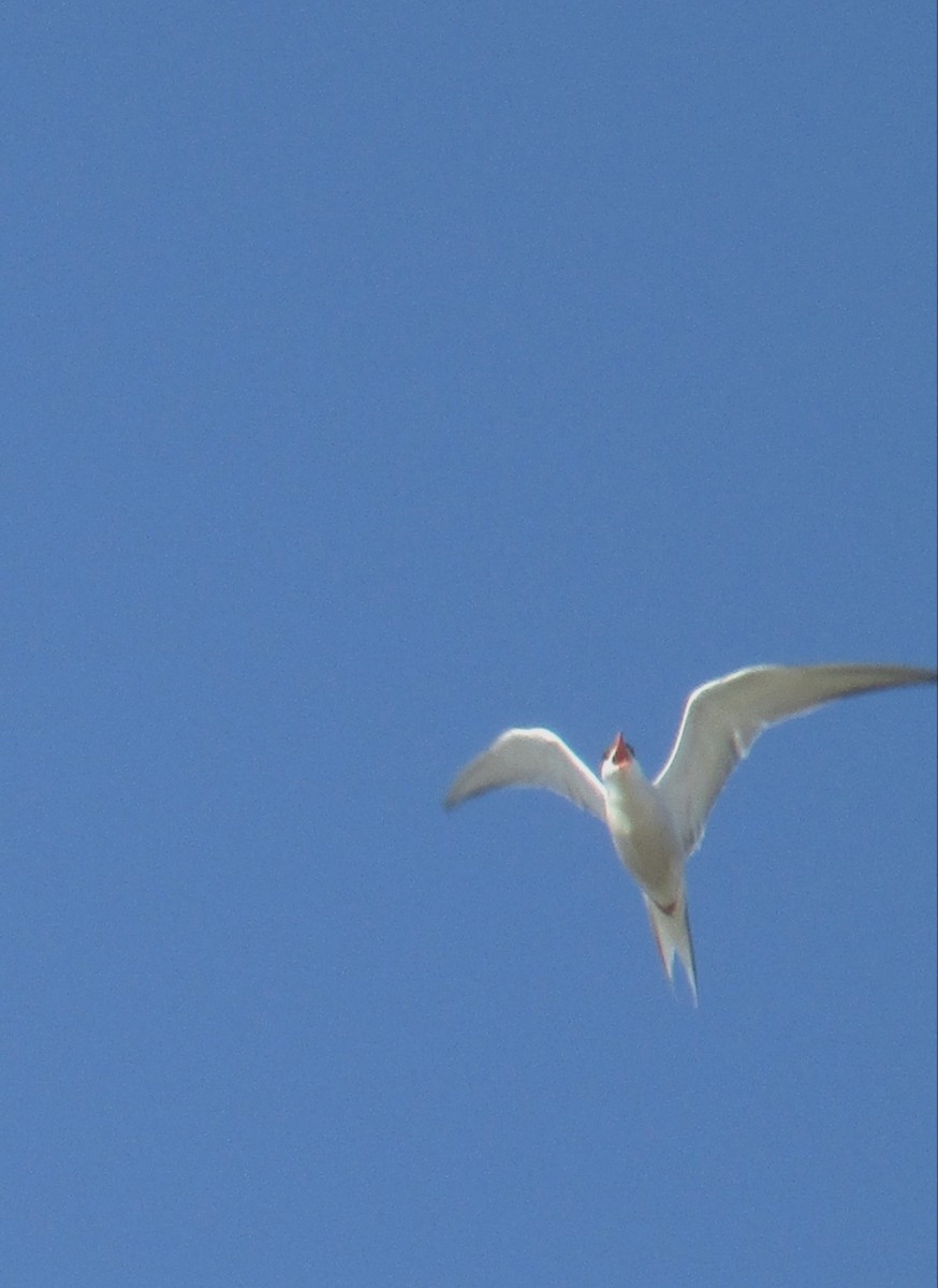 Common Tern - ML638143824