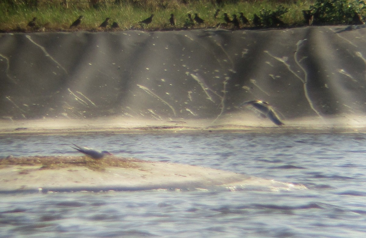 Common Tern - ML638143827