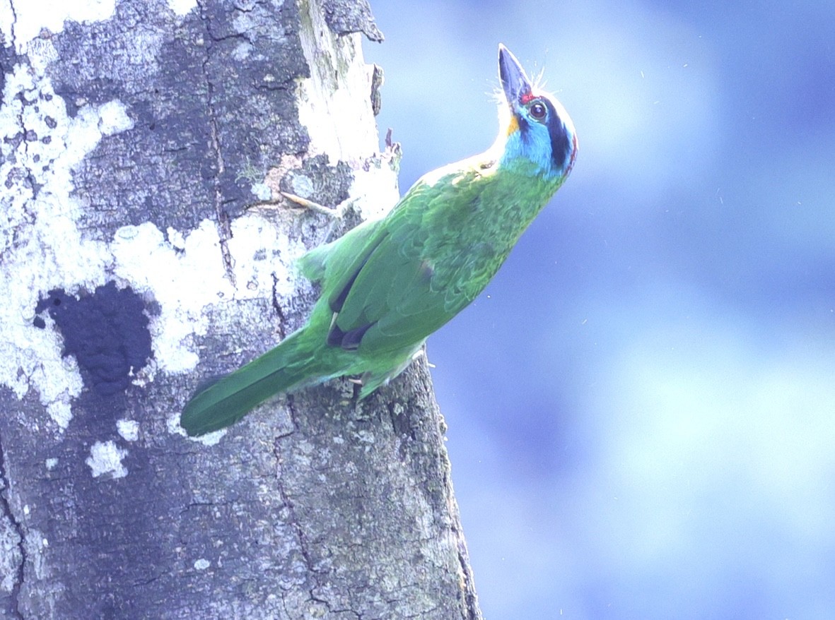 Red-throated Barbet - ML638143836