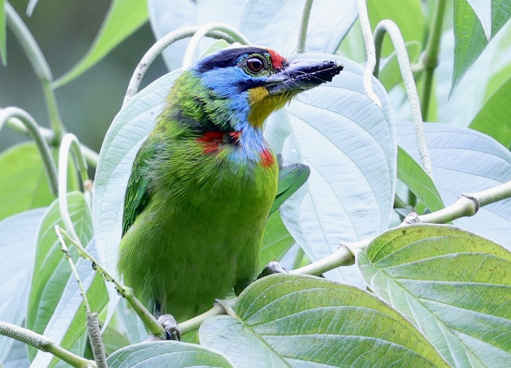 Red-throated Barbet - ML638143837