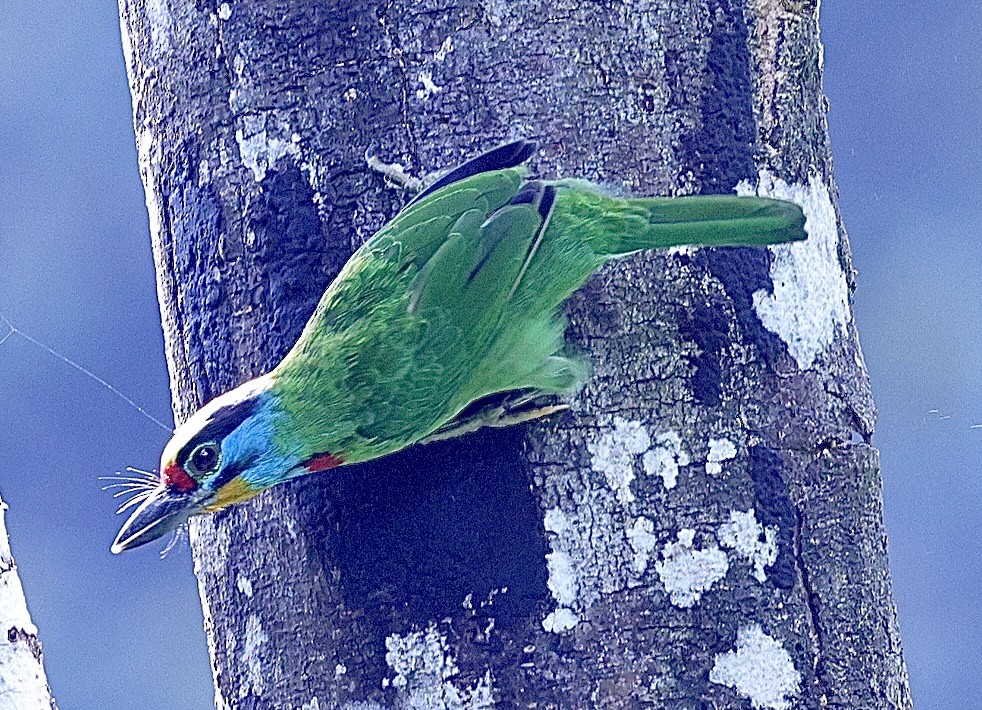 Red-throated Barbet - ML638143838