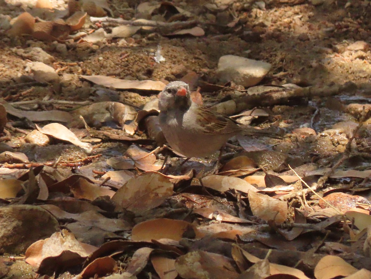 Black-chinned Sparrow - ML638143839