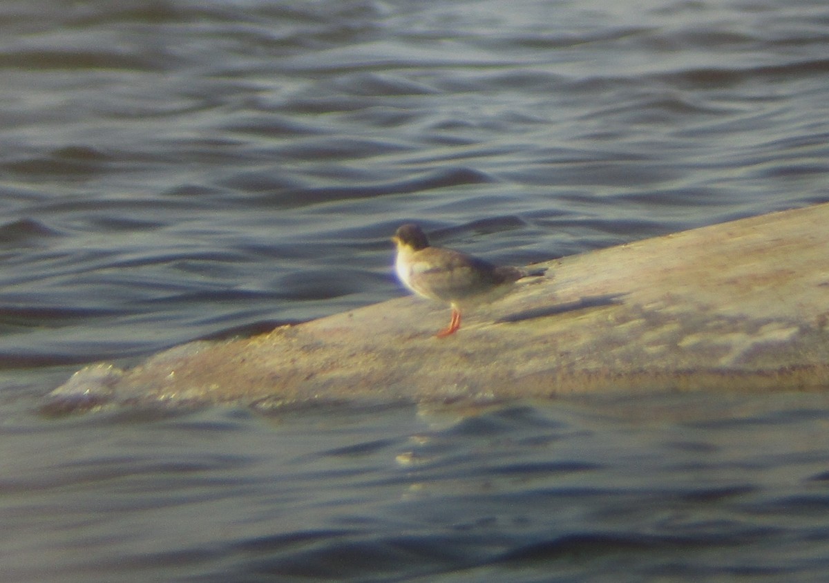 Common Tern - ML638143859