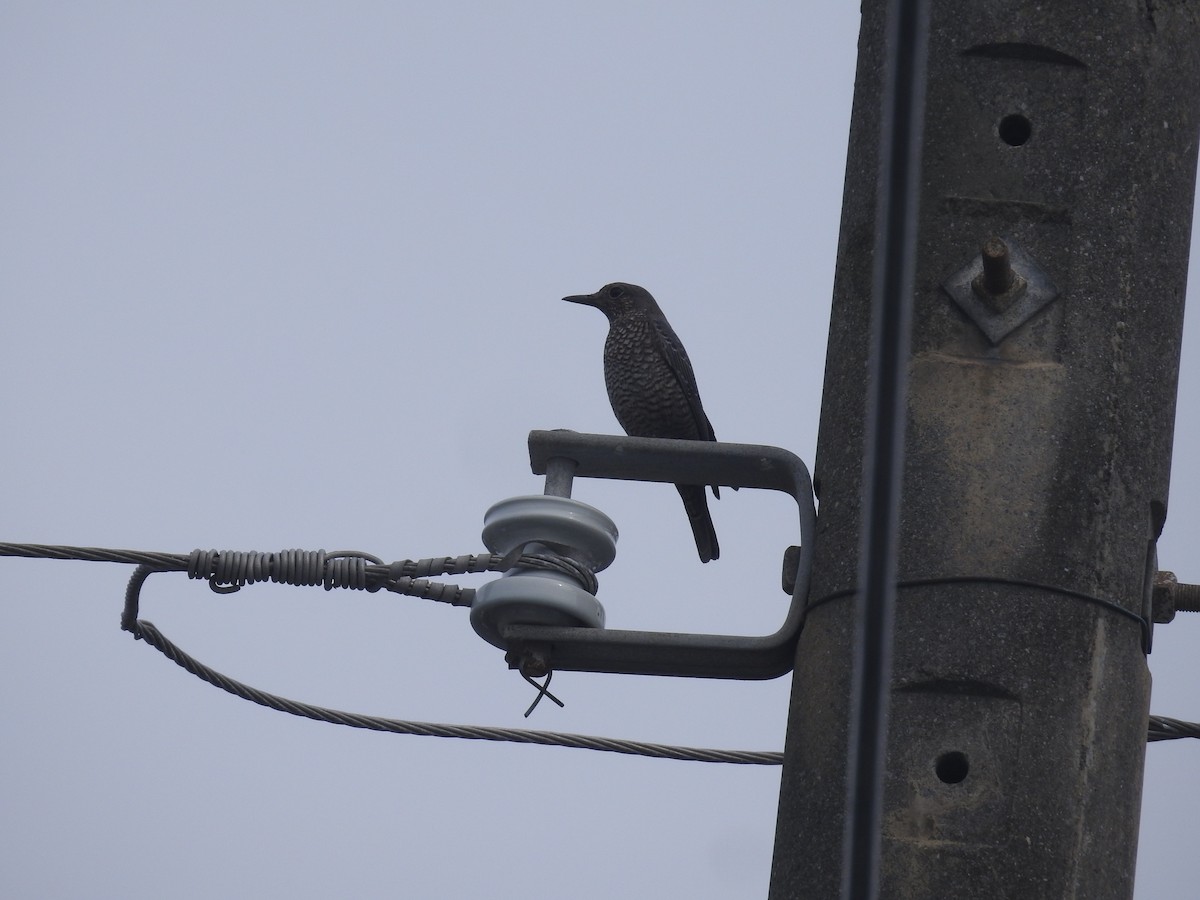 Blue Rock-Thrush - ML638143874