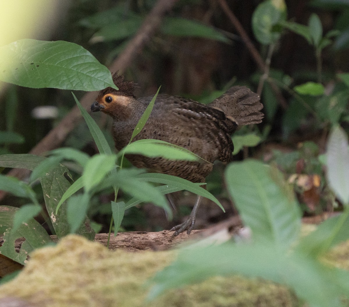 Marbled Wood-Quail - ML638143889