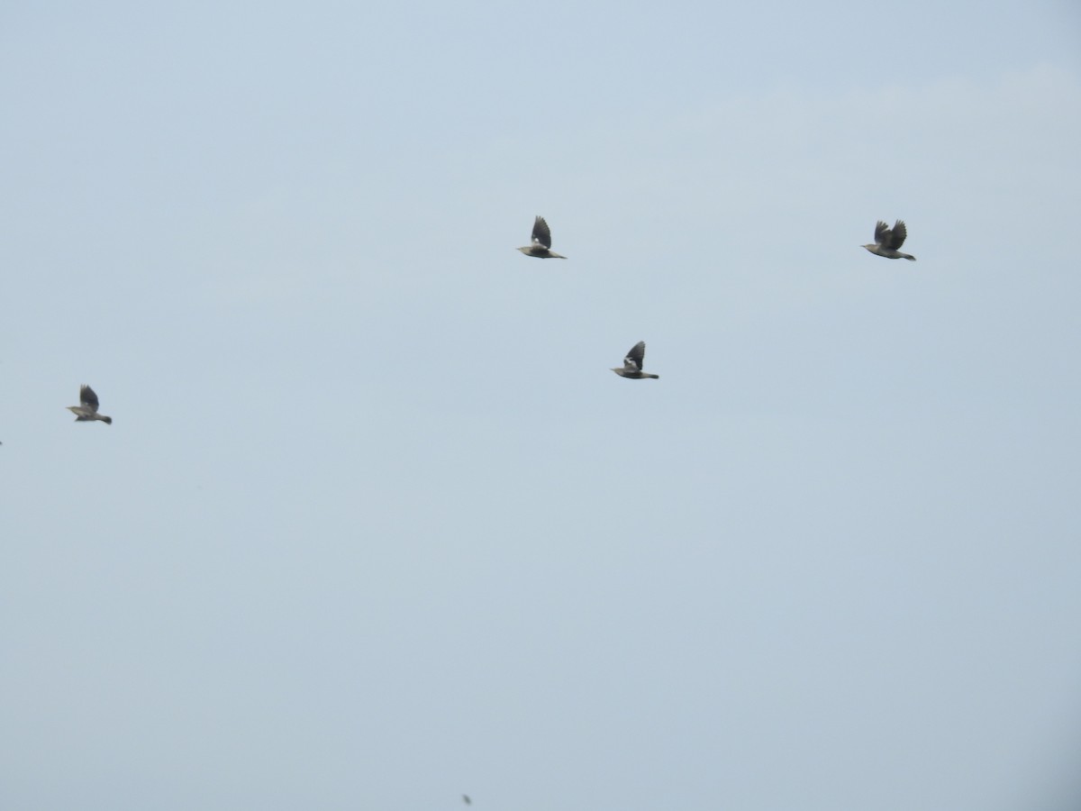 White-shouldered Starling - ML638143891