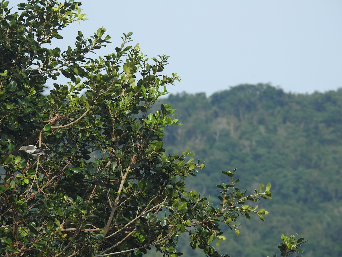 White-shouldered Starling - ML638143893