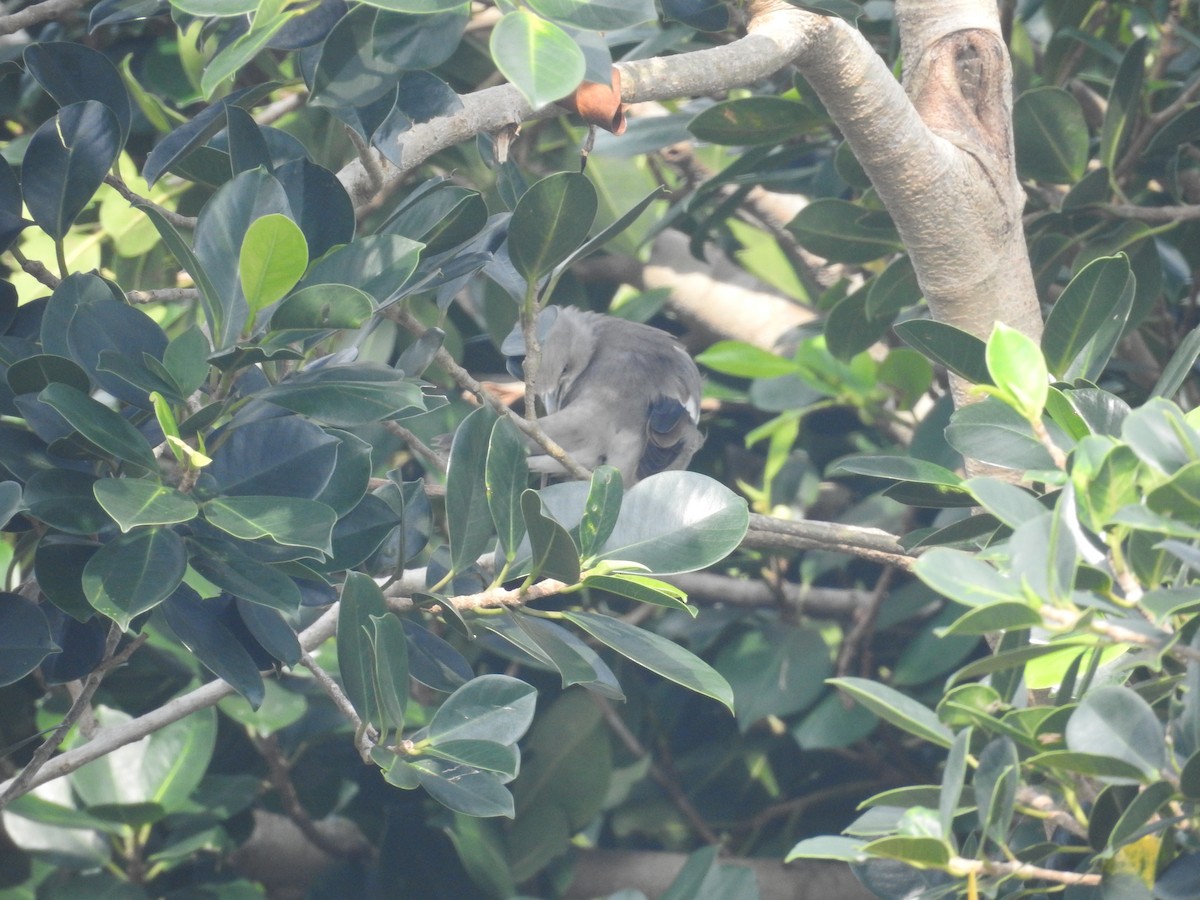 White-shouldered Starling - ML638143895