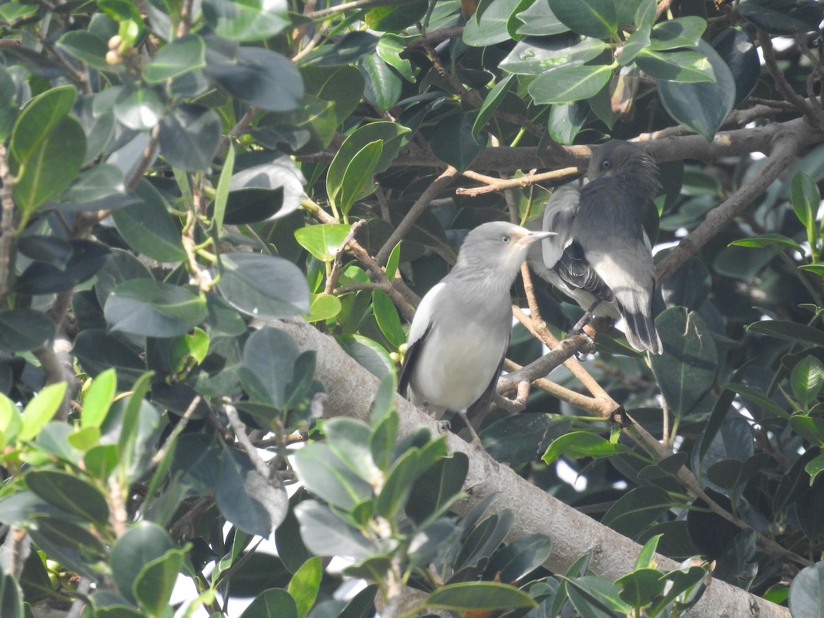 White-shouldered Starling - ML638143896
