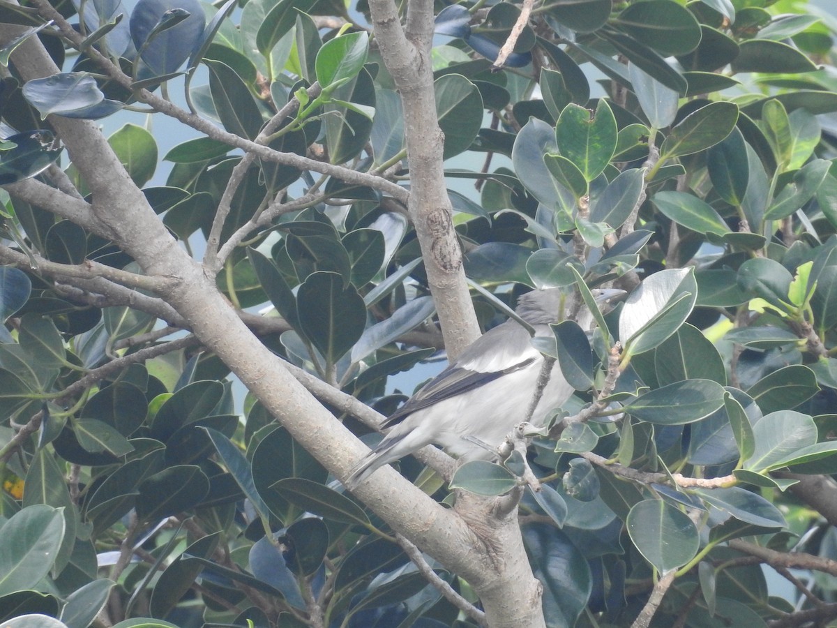 White-shouldered Starling - ML638143897