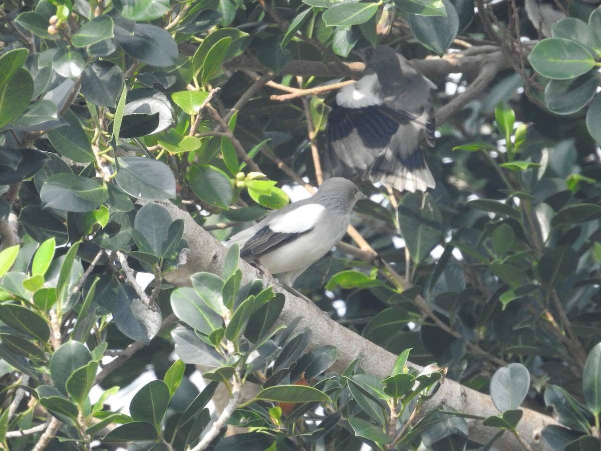 White-shouldered Starling - ML638143898