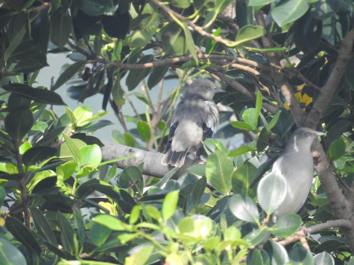 White-shouldered Starling - ML638143899