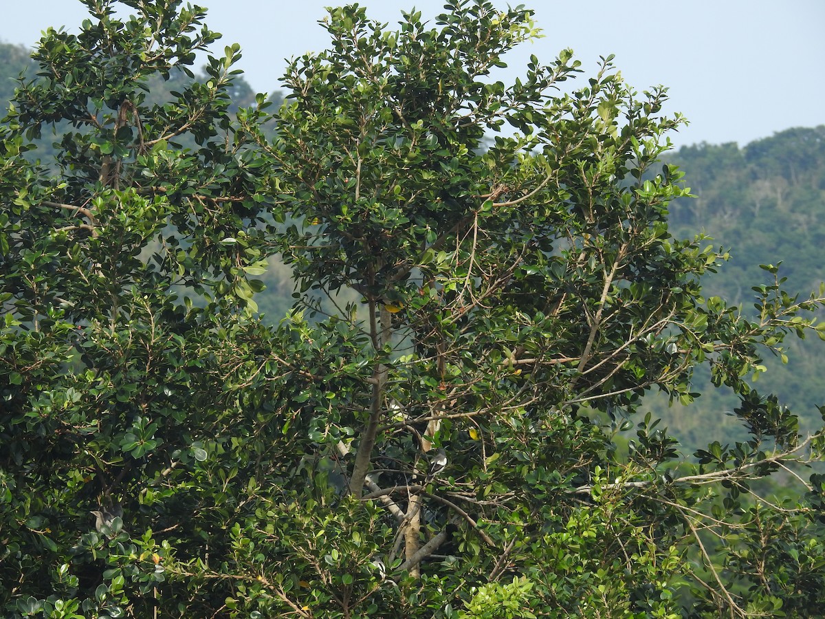 White-shouldered Starling - ML638143900