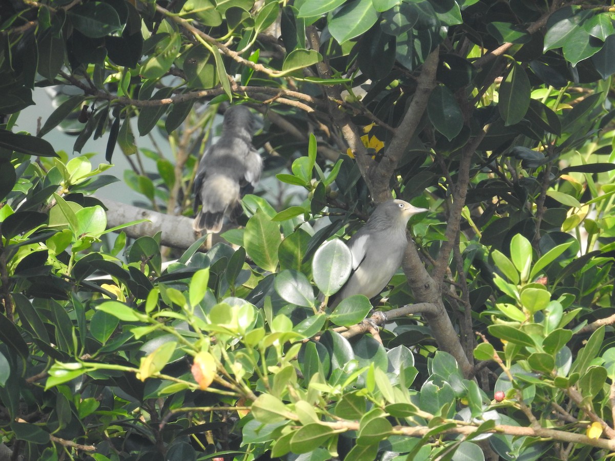 White-shouldered Starling - ML638143901
