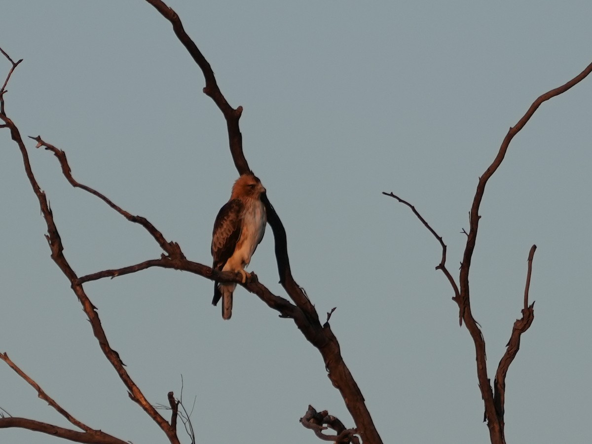 Little Eagle - ML638143910