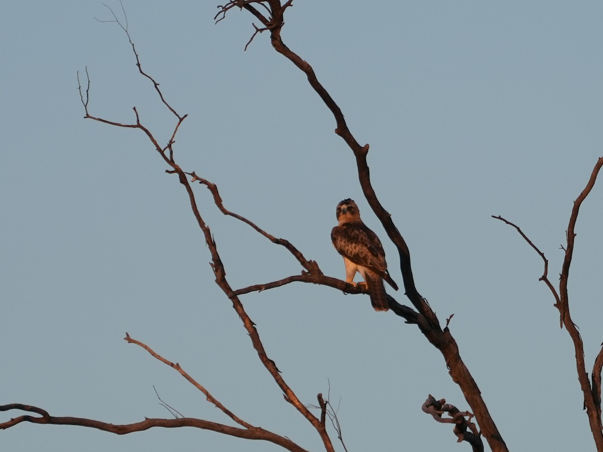 Little Eagle - ML638143911